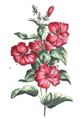 crimson hibiscus flower vintage illustration - Free Vintage Illustrations