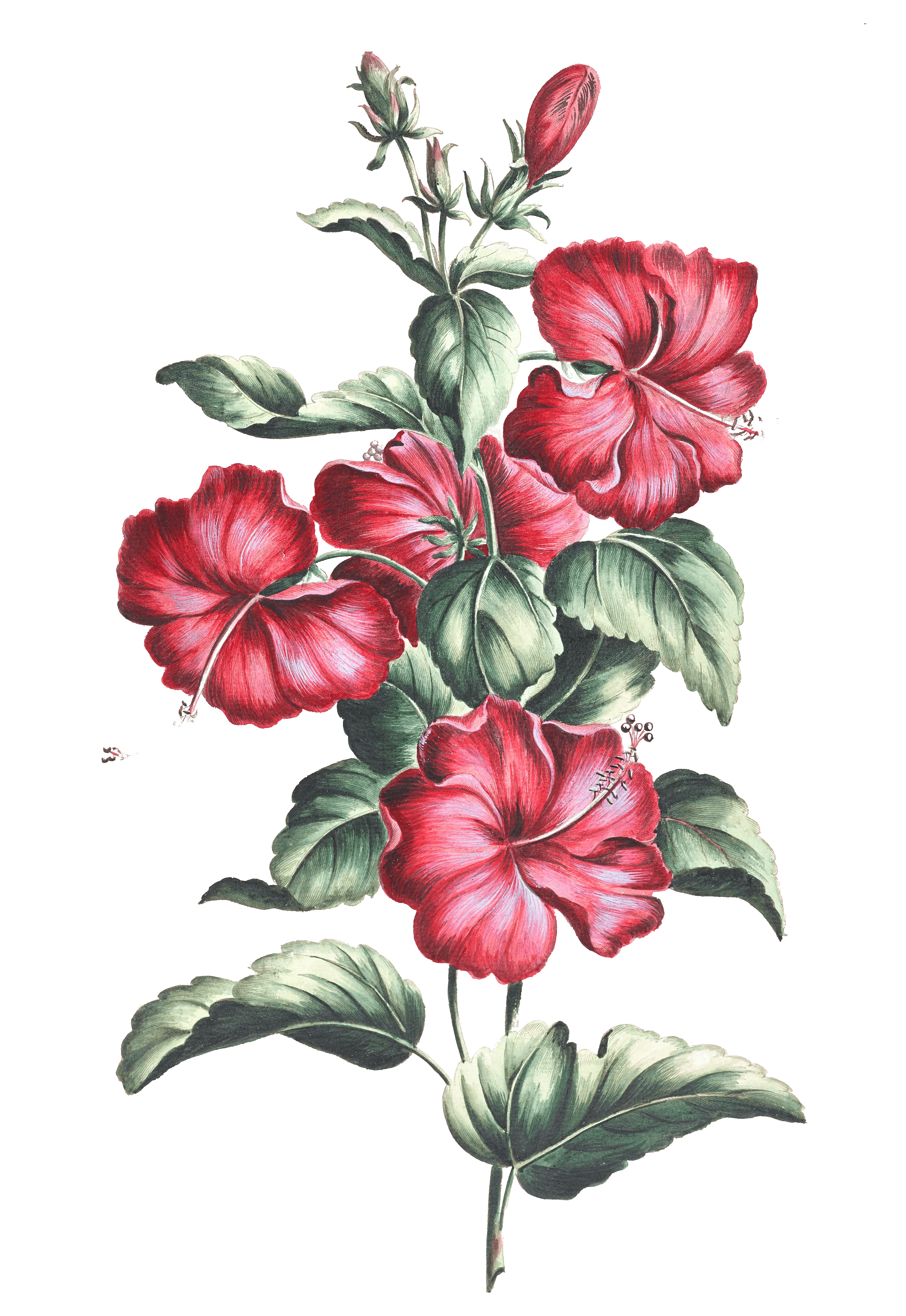 Red hibiscus, A flower again, instead of an animal. Classic…