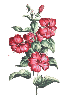 crimson hibiscus flower vintage illustration