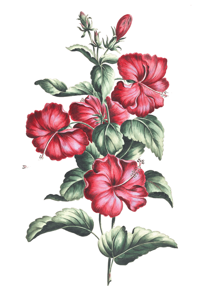 crimson hibiscus flower vintage illustration