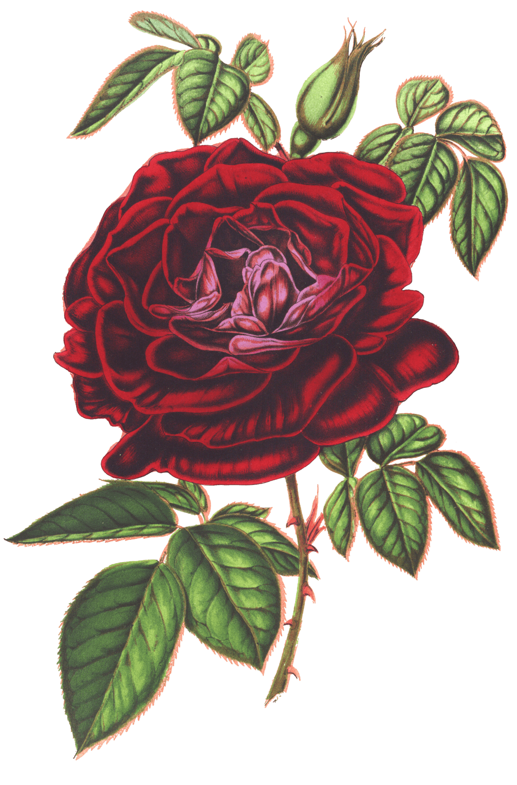 dark red rose flower illustrations - Free Vintage Illustrations