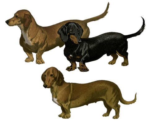 daschshund dogs illustration by Vero Shaw