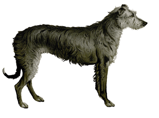 deerhound dog illustration by Vero Shaw