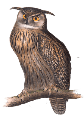 eagle owl