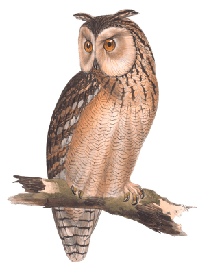 eastern great horned owl