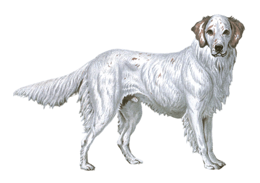 english setter dog illustration by Vero Shaw
