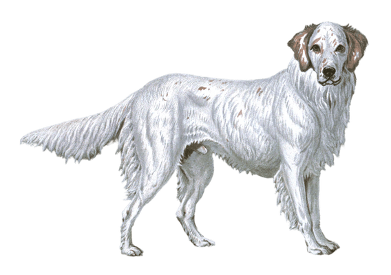 english setter dog illustration by Vero Shaw