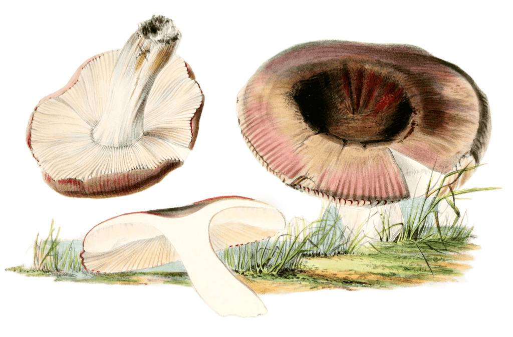 esculent rmsula