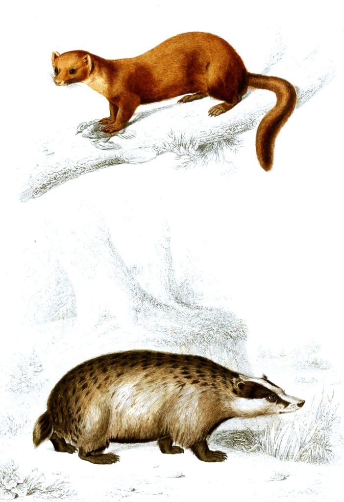 ferret illustration by Charles d Orbigny