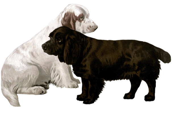 field spaniel dogs illustration by Vero Shaw