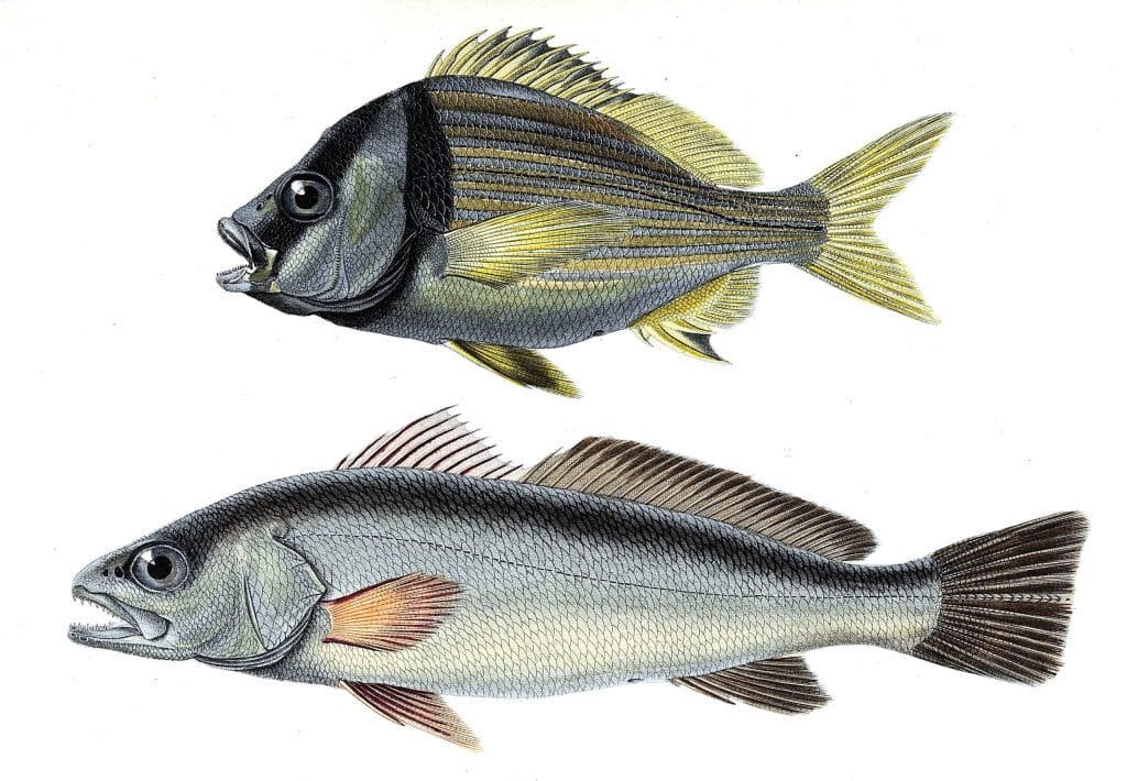 fish various2 illustration by Charles d Orbigny