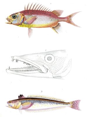 fish various5 illustration by Charles d Orbigny