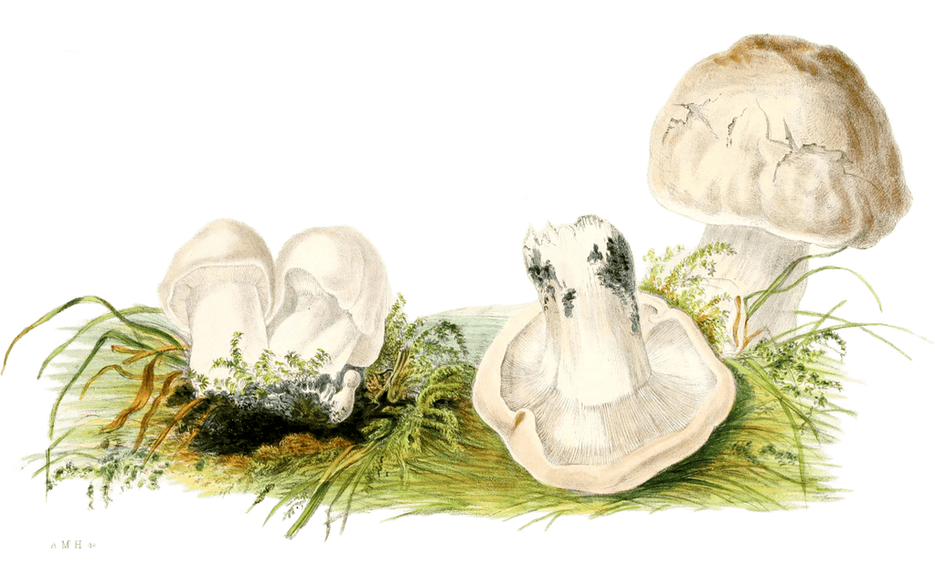 forked gilled agaric
