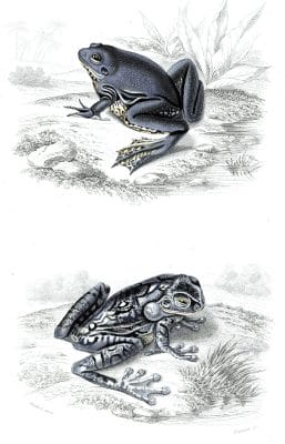 frog illustration by Charles d Orbigny