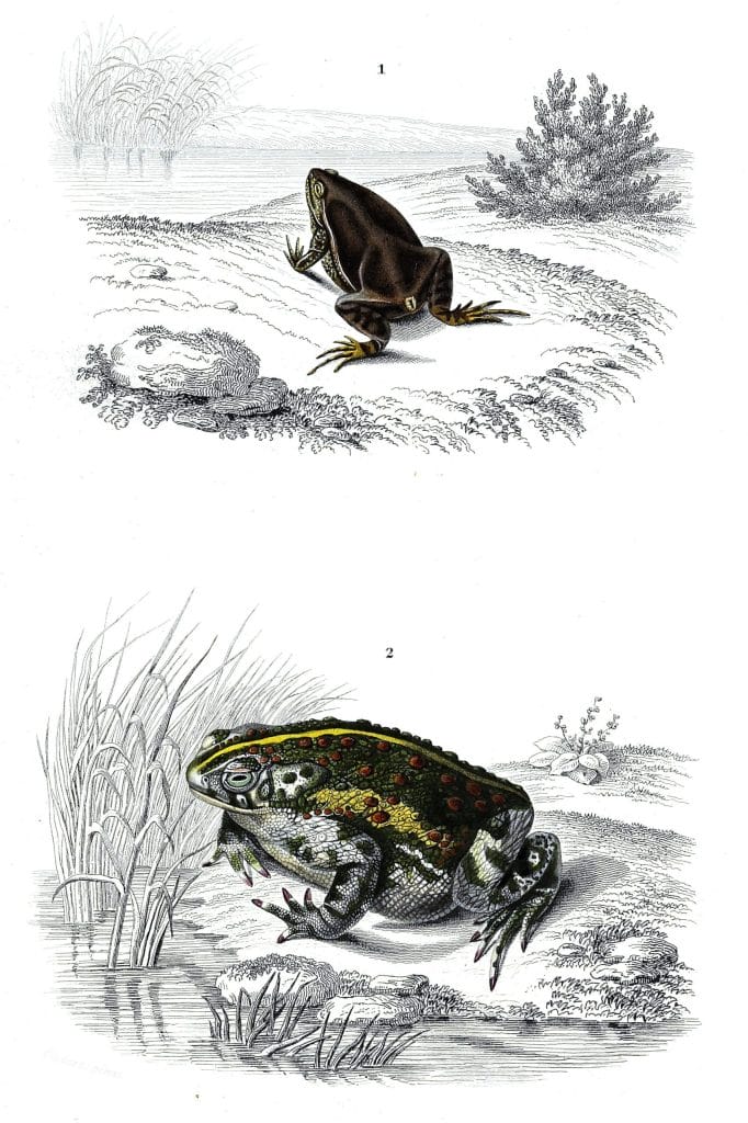 frpg illustration by Charles d Orbigny
