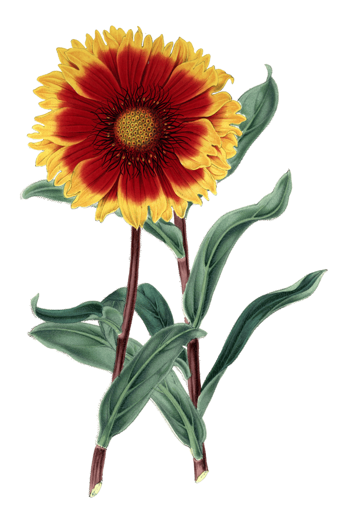 gaillaidia grandiflora flower illustrations