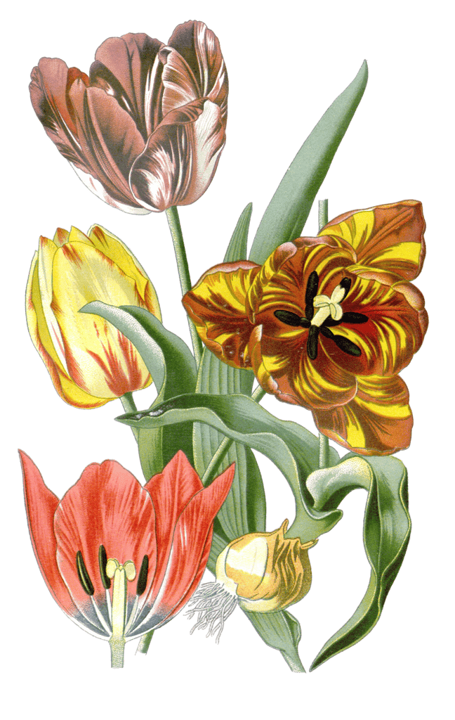 garden tulip
