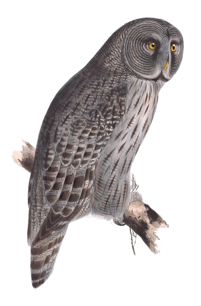 great cinnerous owl