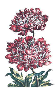 heroic peony flower vintage illustration