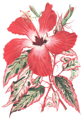 hibiscus flower illustrations