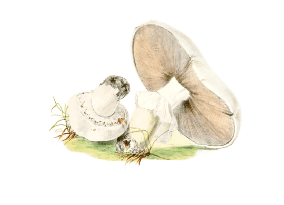 horse mushroom