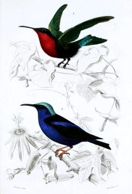hummingbird illustration by Charles d Orbigny