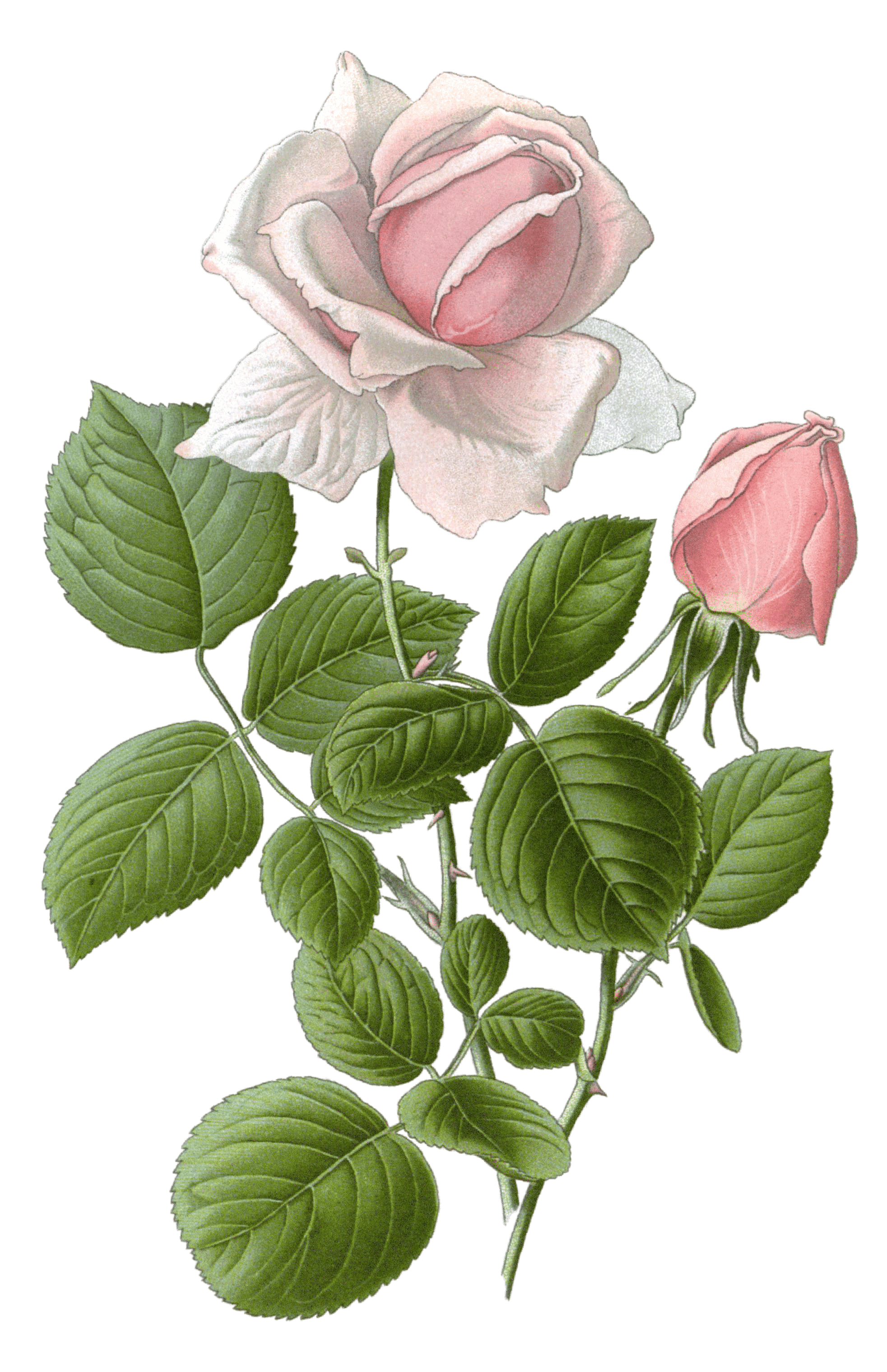 How to Grow Hybrid Tea Roses and Old-Fashioned Tea Roses