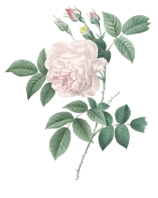 indica rose flower vintage illustration