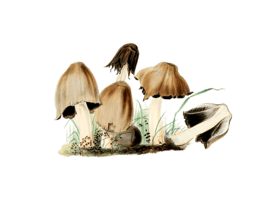 inky agaric