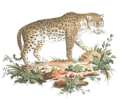jaguar 2 Vintage Illustration from 1775
