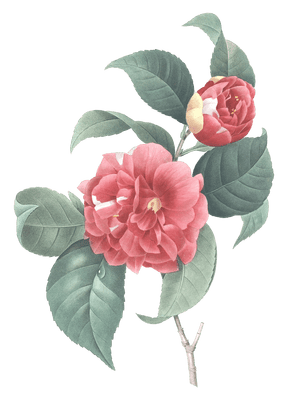 japanese rose flower vintage illustration
