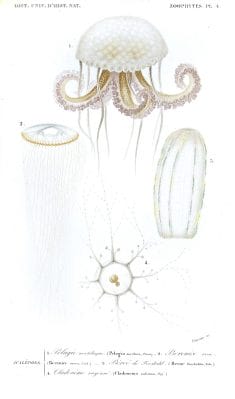 jellyfish illustration by Charles d Orbigny