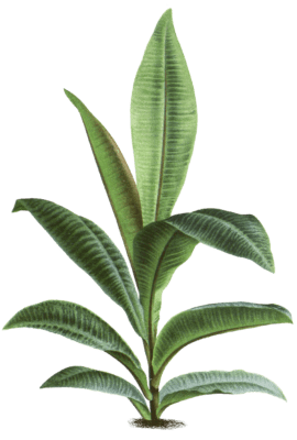 labisia alata