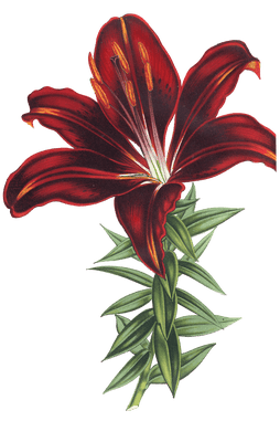 lilium haematochorum flower illustrations