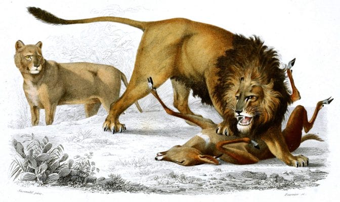 lion illustration by Charles d Orbigny