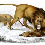 lion illustration by Charles d Orbigny
