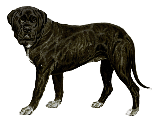 mastiff illustration by Vero Shaw