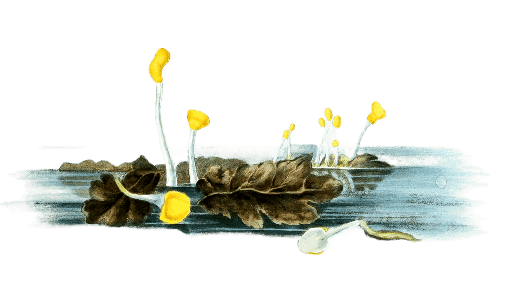 mitrula paludosa