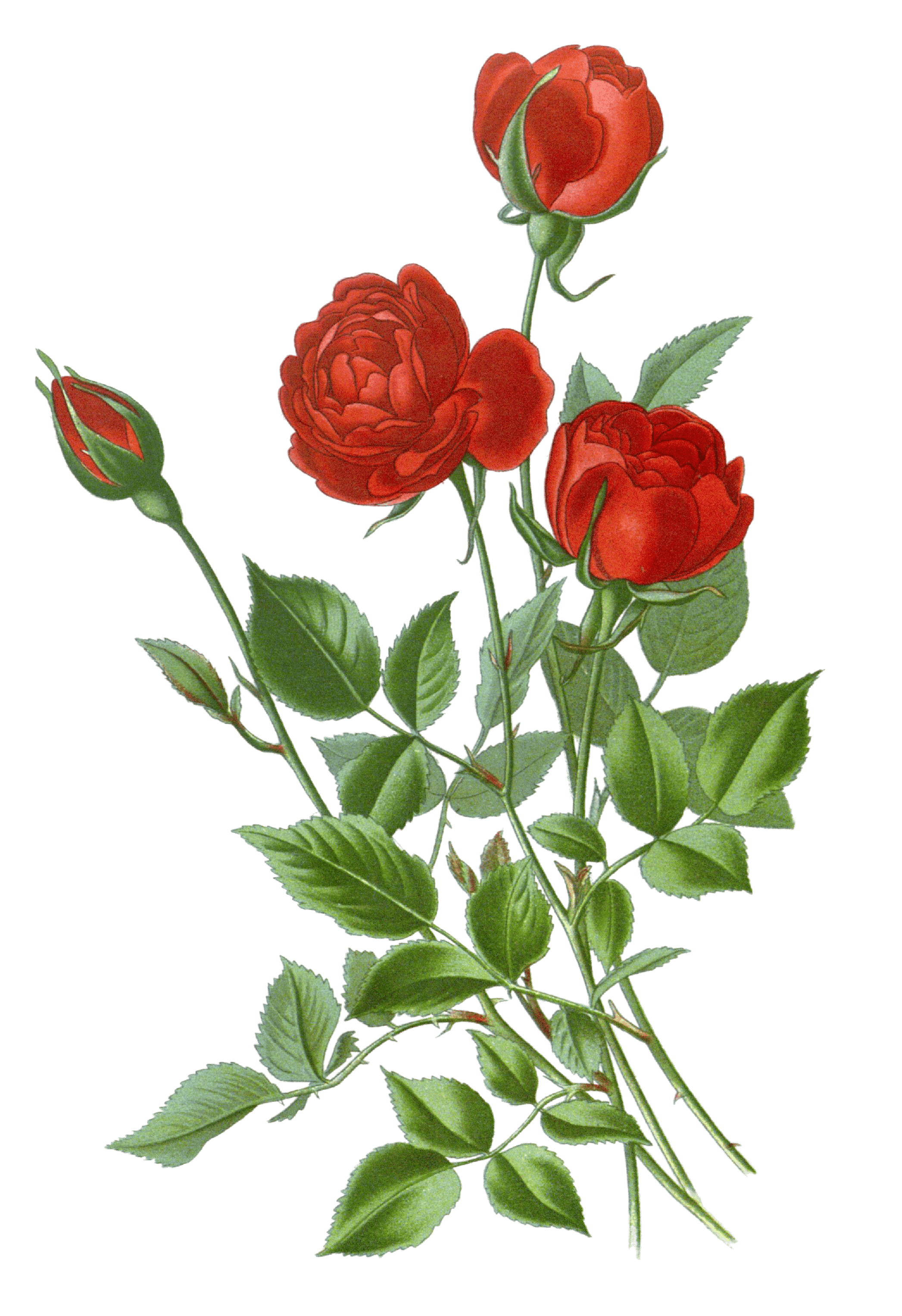 Red rose with buds