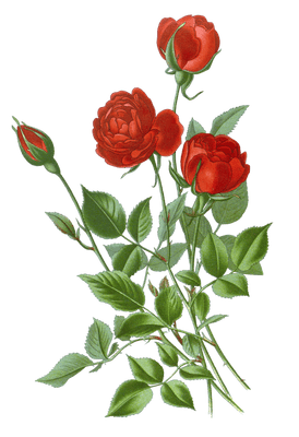 Red rose with buds