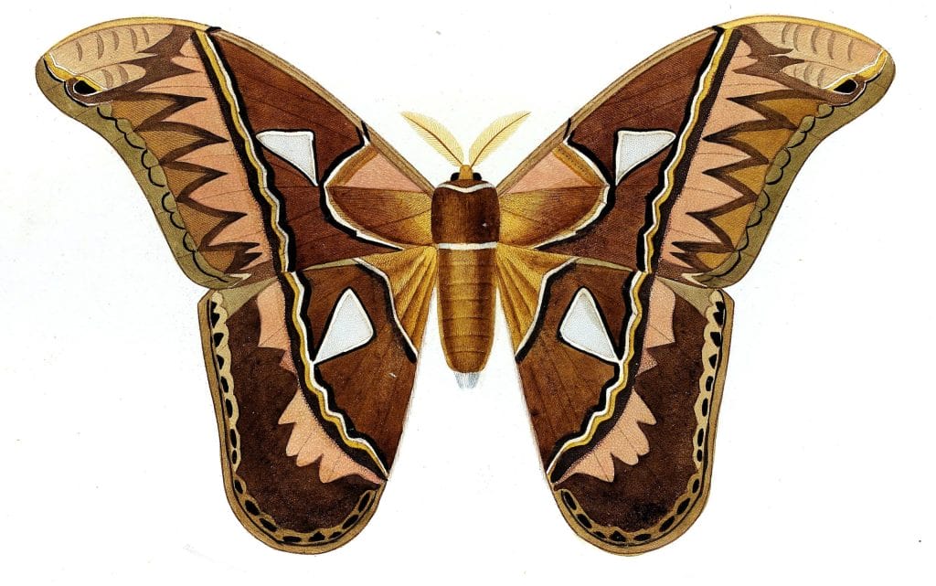 moth illustration by Charles d Orbigny