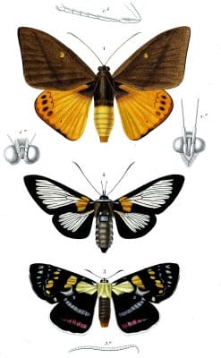 moth various illustration by Charles d Orbigny
