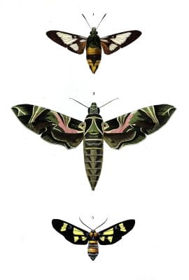 moths 1 illustration by Charles d Orbigny