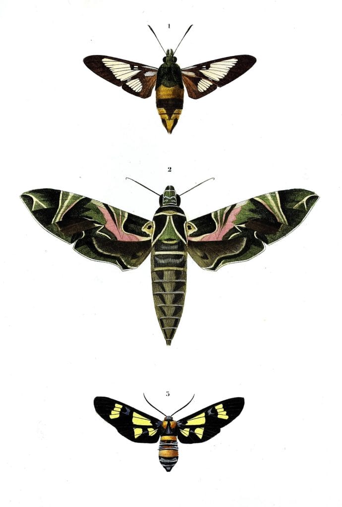 moths 1 illustration by Charles d Orbigny