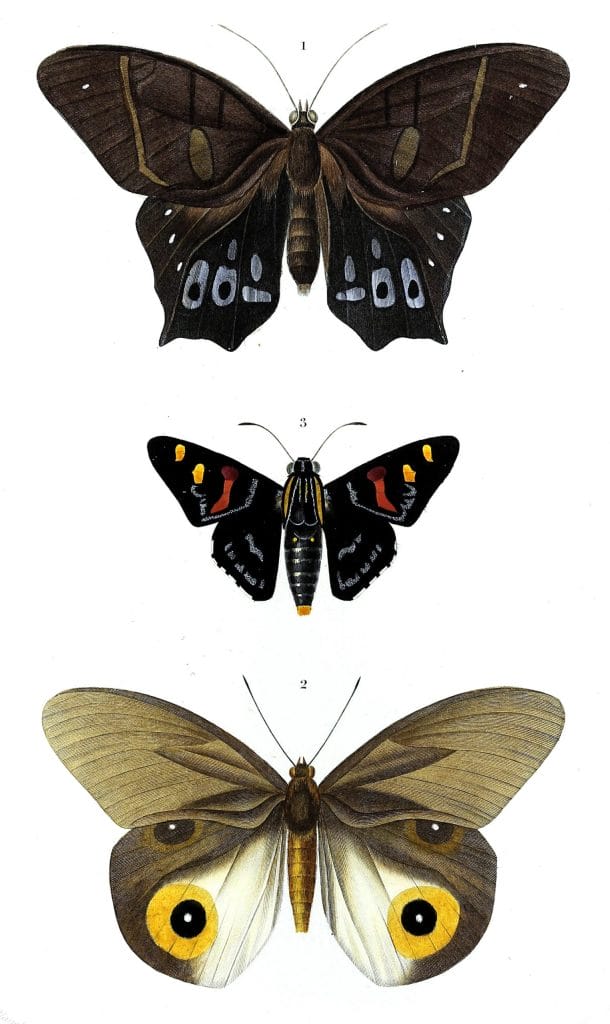 moths 2 illustration by Charles d Orbigny