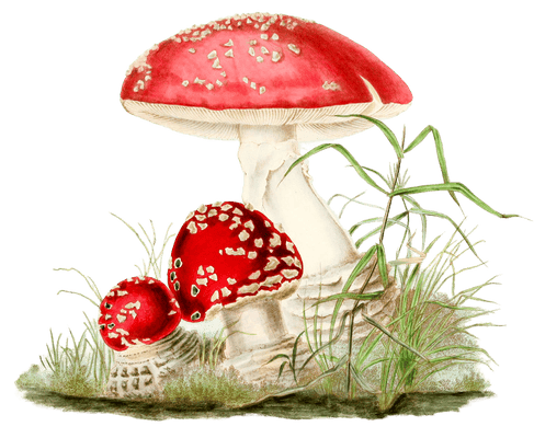 mushroom fungi agaricus muscarius