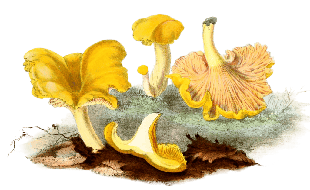 Vintage Illustration of Yellow mushroom