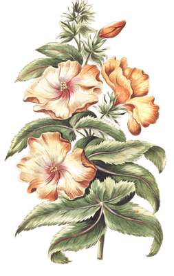 musk hibiscus flower vintage illustration