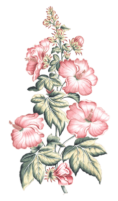 mutable hibiscus flower vintage illustration