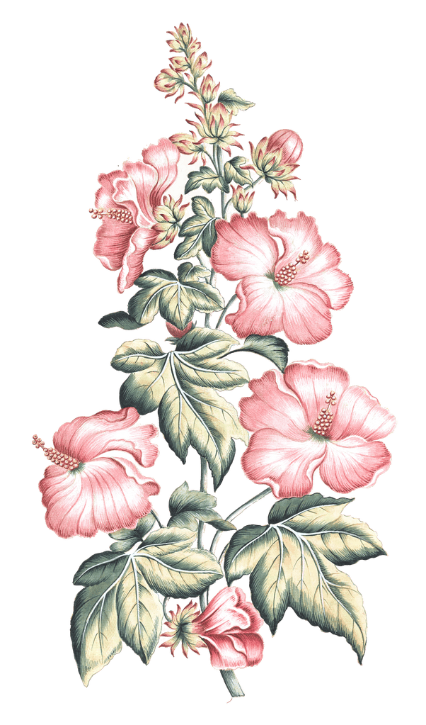 mutable hibiscus flower vintage illustration